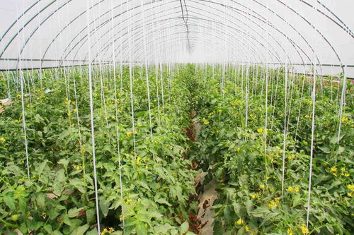 寿西湖农场 高效蔬菜种植凸显亩均效益