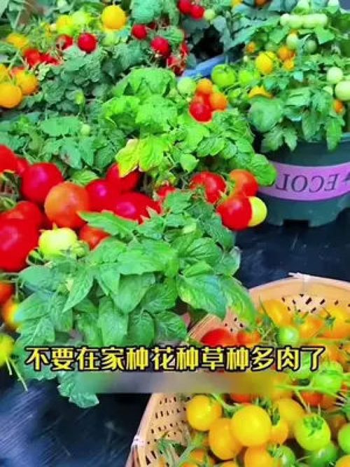 家庭种植 优质农产品 阳台种菜 三农