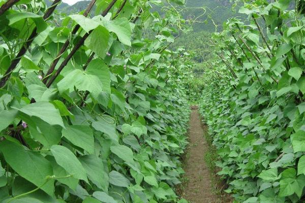 有机蔬菜种植技术基肥为主追肥为辅