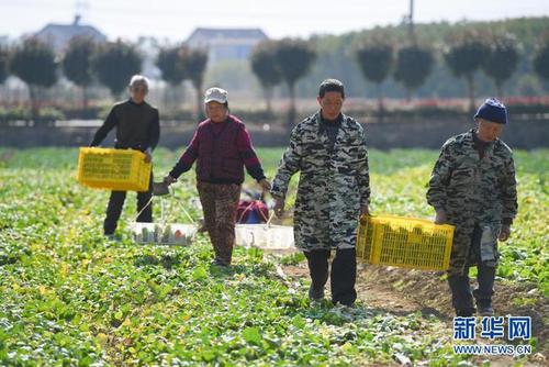 1月14日,在湖南省益阳市资阳区益田蔬菜种植专业合作社,菜农从菜地里