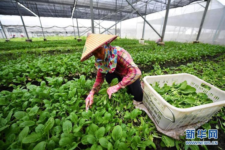 8月22日,农民在海口市菜篮子产业集团蔬菜种植基地收割菜心.