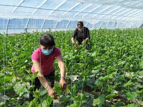 干汊河镇七门堰村立足区位优势,因地制宜,大力发展大棚蔬菜种植产业