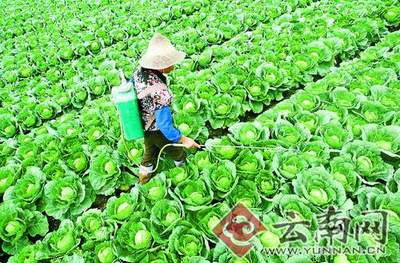 通海发展高品质蔬菜产业 促农民增收