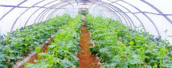 大棚蔬菜种植技术,大棚栽培有什么优点