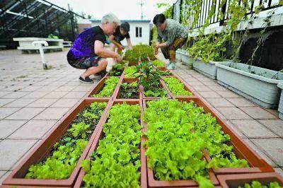 零基础、零准备、零花费,栽种这款阳台蔬菜,完全无需发愁!