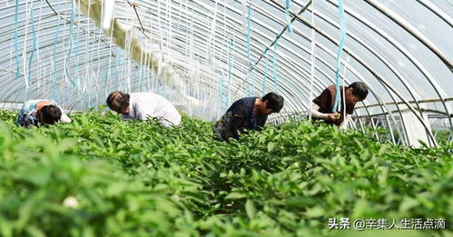 河北省辛集市旧城镇田庄村有机蔬菜大棚种出好 钱 景