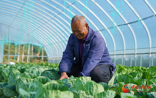 成县 愿服务到田间 助农秋收暖民心