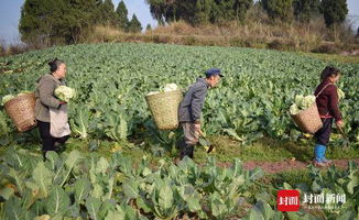 内江东兴区 发展无公害蔬菜种植 带动2000余人脱贫致富