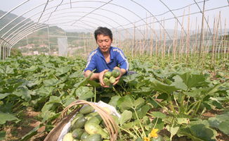 武隆 大棚蔬菜种植让我们增了收