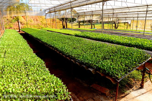 有机蔬菜种植园organic vegetable plantations photo