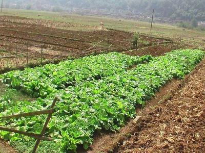 种蔬菜用什么样的肥料,怎么去施用微生物肥料