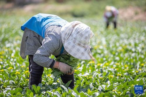 宁夏青铜峡 蔬菜收获忙