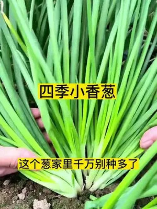 小香葱 的一种新品种,分植能力特别强 家里有盆就能种 分葱 阳台种菜 家庭种植 优质农产品