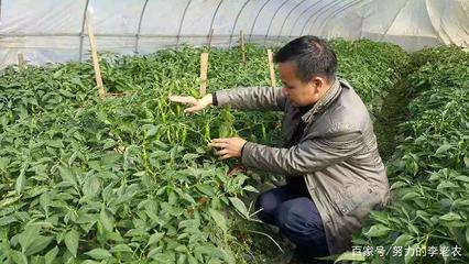 蔬菜种植时,蔬菜种子的各种播种方式,你都学会了吗?